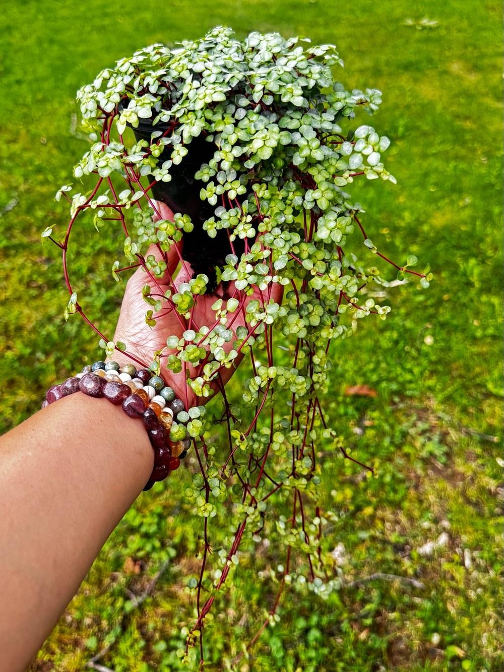 Pilea Baby Tears